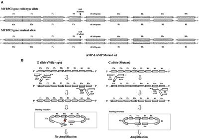 Development of a Loop-Mediated Isothermal Amplification Assay Coupled With a Lateral Flow Dipstick Test for Detection of Myosin Binding Protein C3 A31P Mutation in Maine Coon Cats